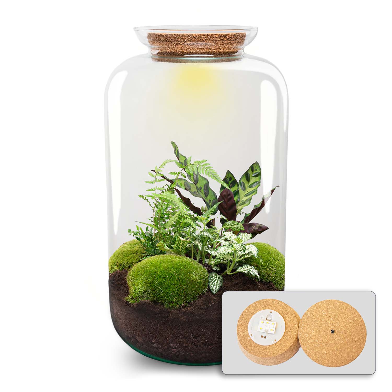 Sven XL Botanical terrarium, part of the SloFi Desk Plants collection