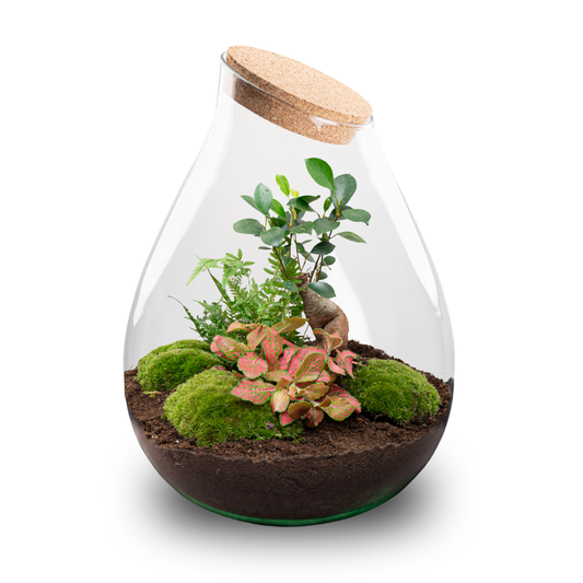 Drop XXL Bonsai terrarium