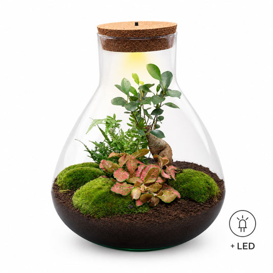 Sam XL Bonsai terrarium