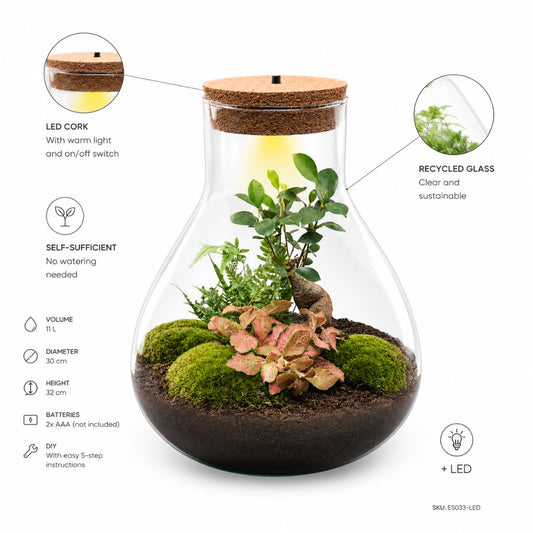 Sam XL Bonsai terrarium