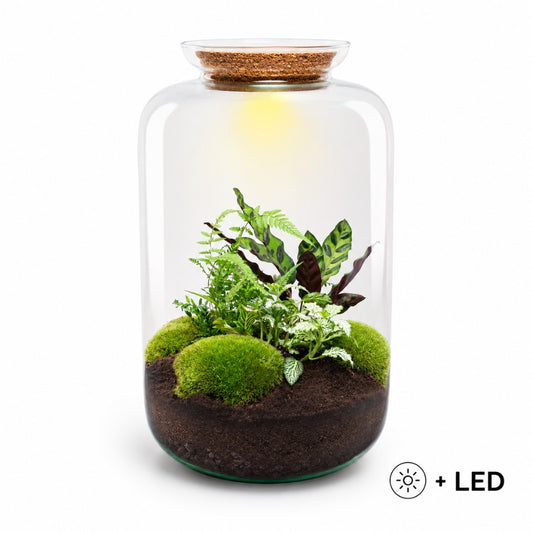 Sven XL Botanical terrarium