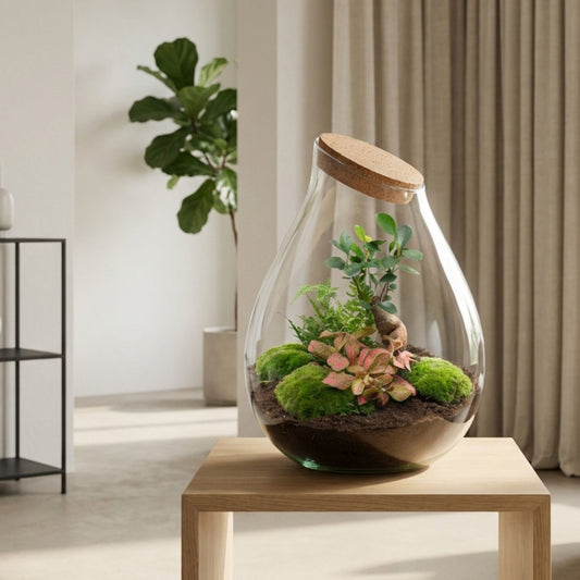Drop XXL Bonsai terrarium