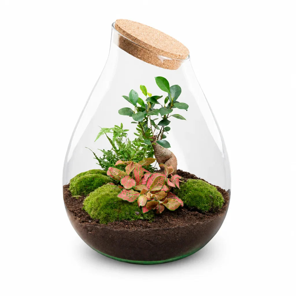 Drop XXL Bonsai terrarium — SloFi studio product photo, white background (AI re-generation, pending review)