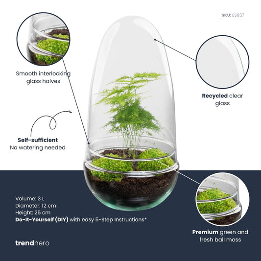 Egg Asparagus terrarium