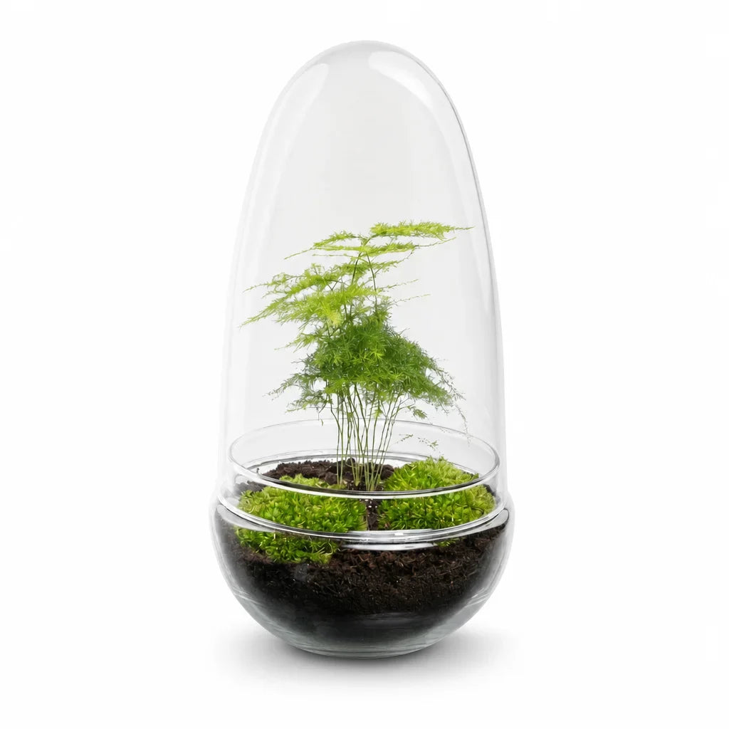 Egg Asparagus terrarium — SloFi studio product photo, white background (AI re-generation, pending review)