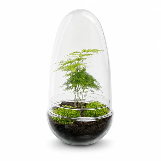 Egg Asparagus terrarium — SloFi studio product photo, white background (AI re-generation, pending review)