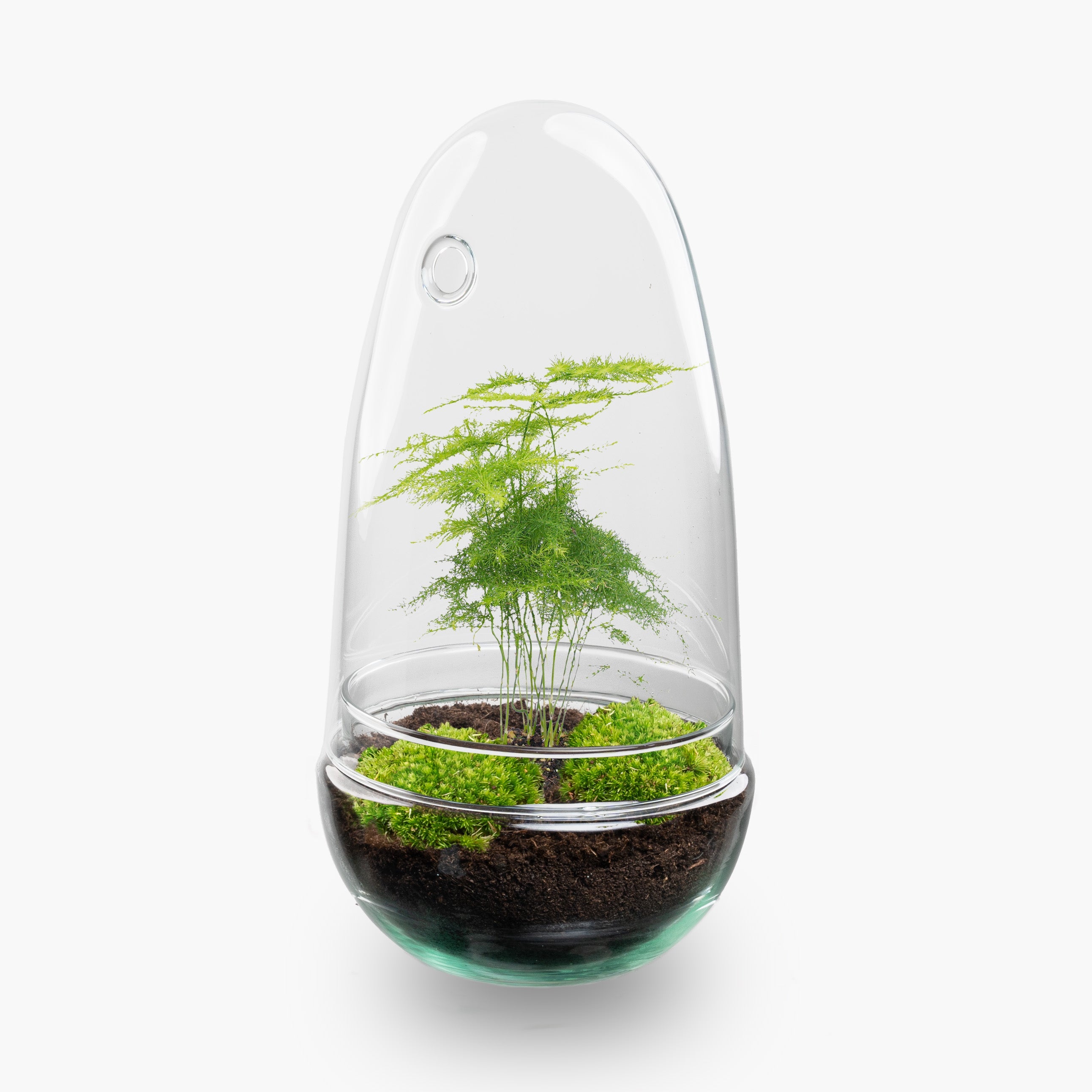 Egg Asparagus terrarium