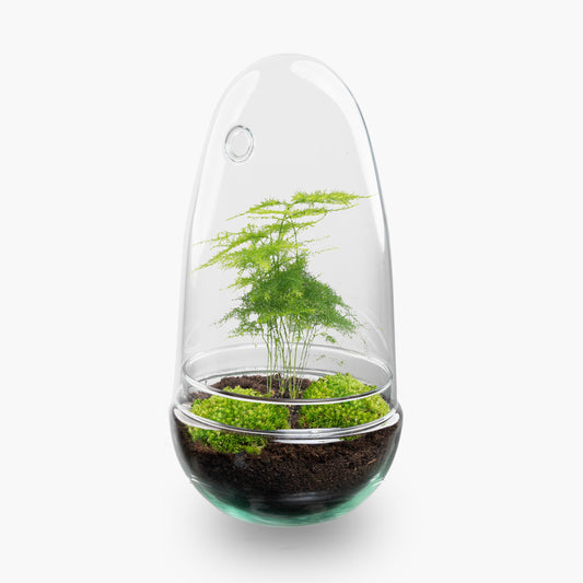 Egg Asparagus terrarium
