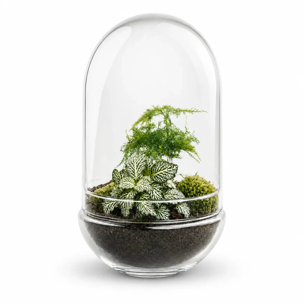Egg XL terrarium — SloFi studio product photo, white background (AI re-generation, pending review)