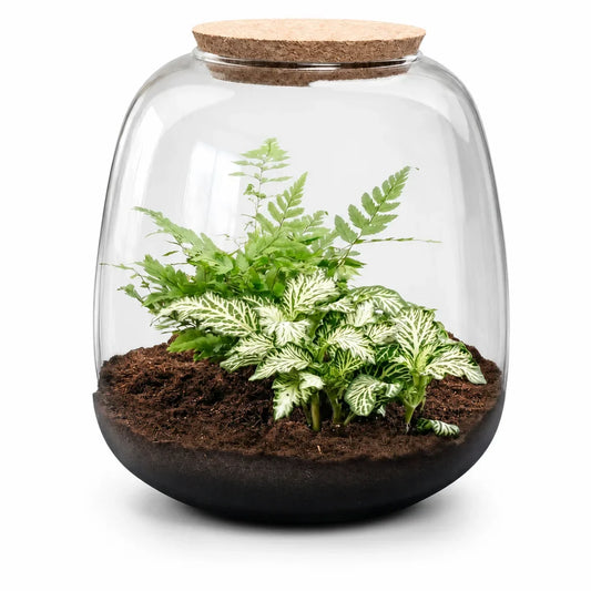 Emma Mini terrarium — SloFi studio product photo, white background (AI re-generation, pending review)