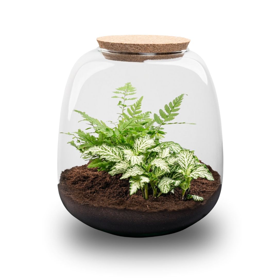 Emma Mini terrarium