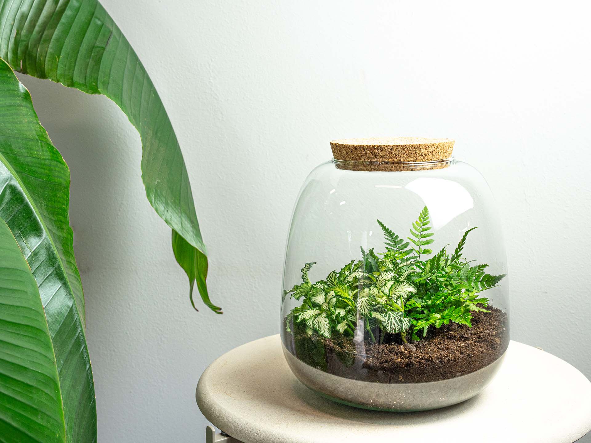 Emma Mini terrarium