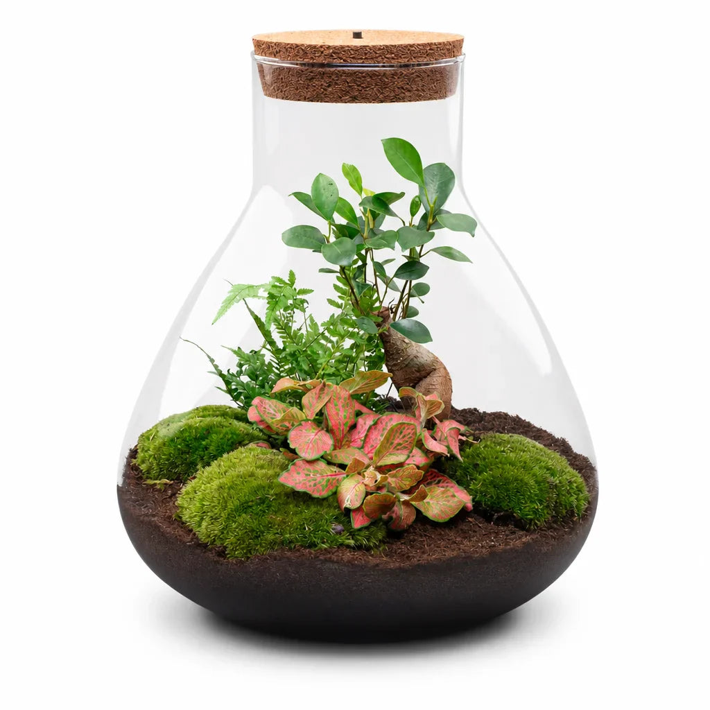 Sam XL Bonsai terrarium — SloFi studio product photo, white background (AI re-generation, pending review)