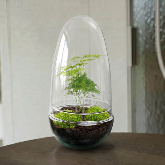 Egg Asparagus terrarium